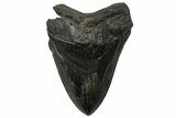 Serrated, Fossil Megalodon Tooth - South Carolina #299438-2